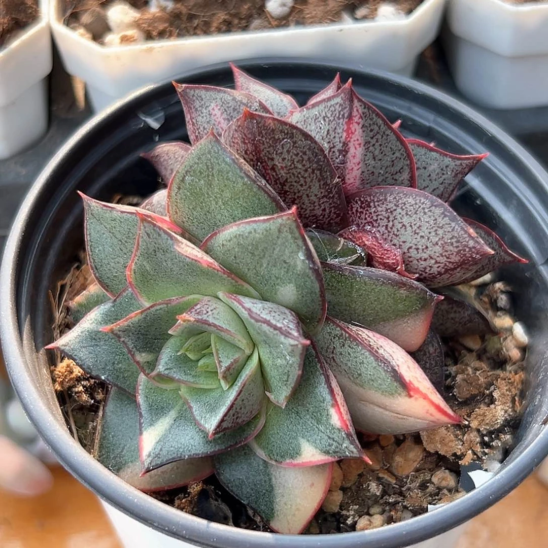 麒麟座锦拉丝锦 小方花圃一物一拍