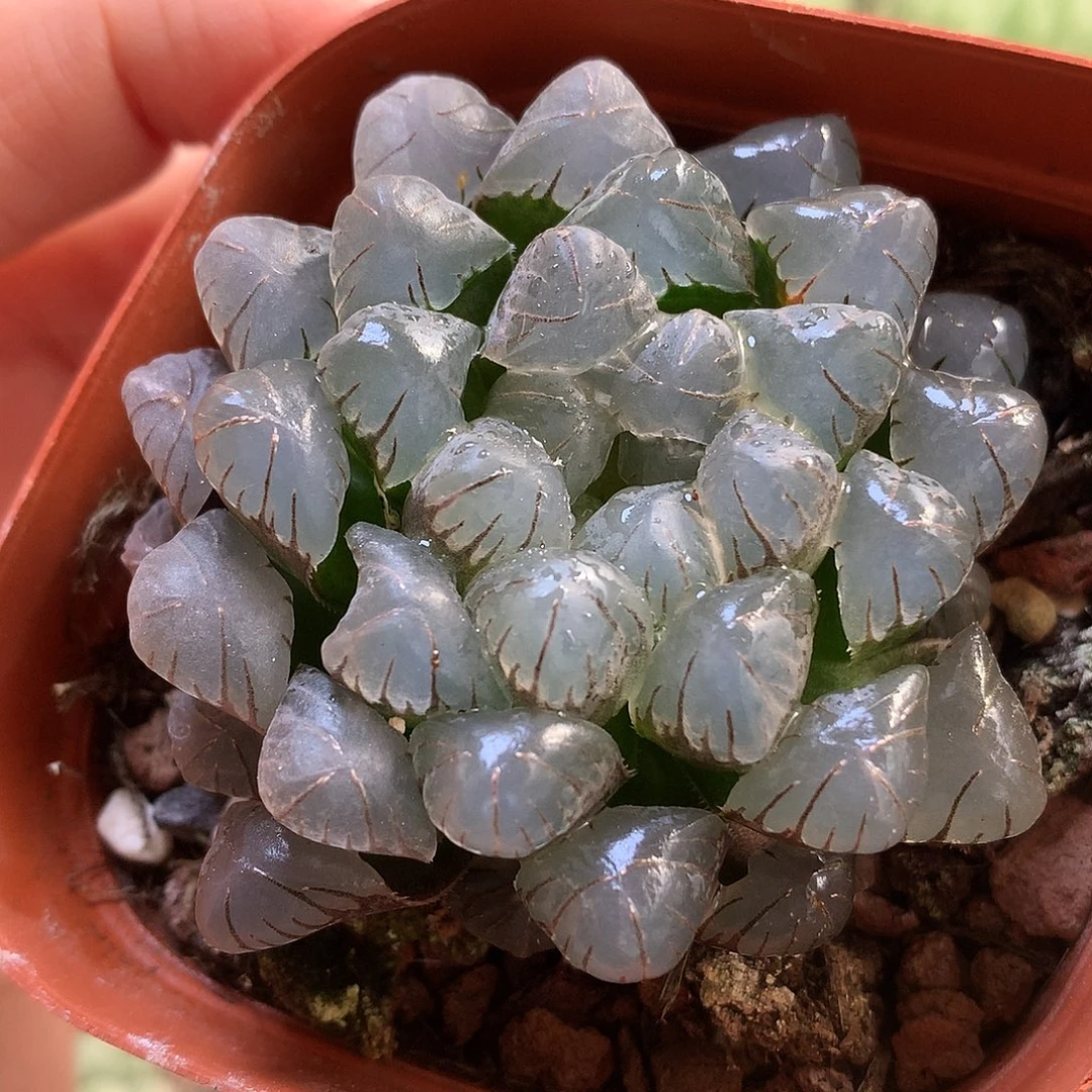 冰灯玉露带盆土发货