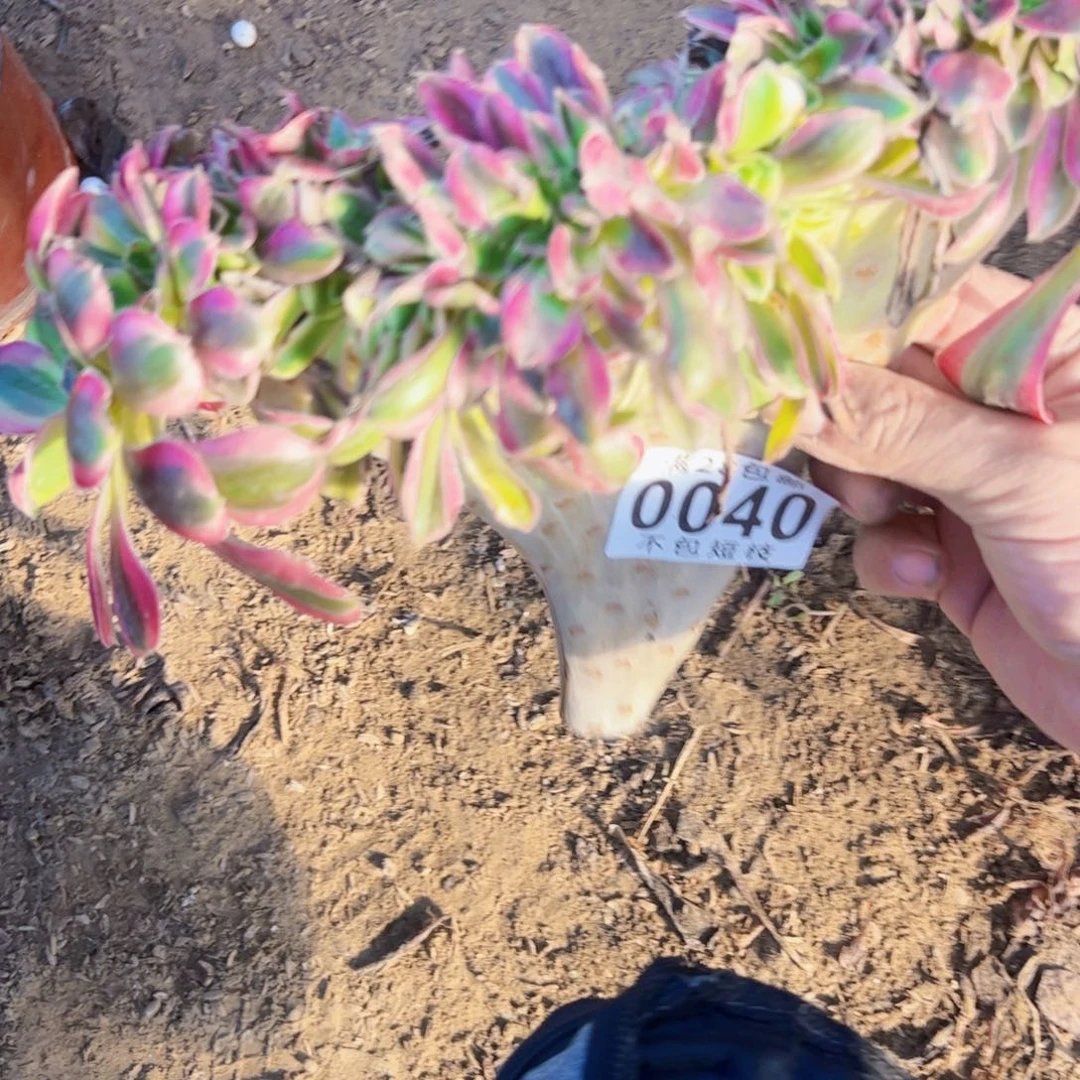 无根多肉植物香奈儿缀0040