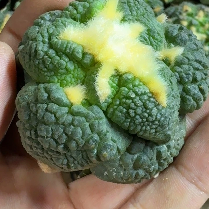 0***7无花朵福利苗接大油龟甲439