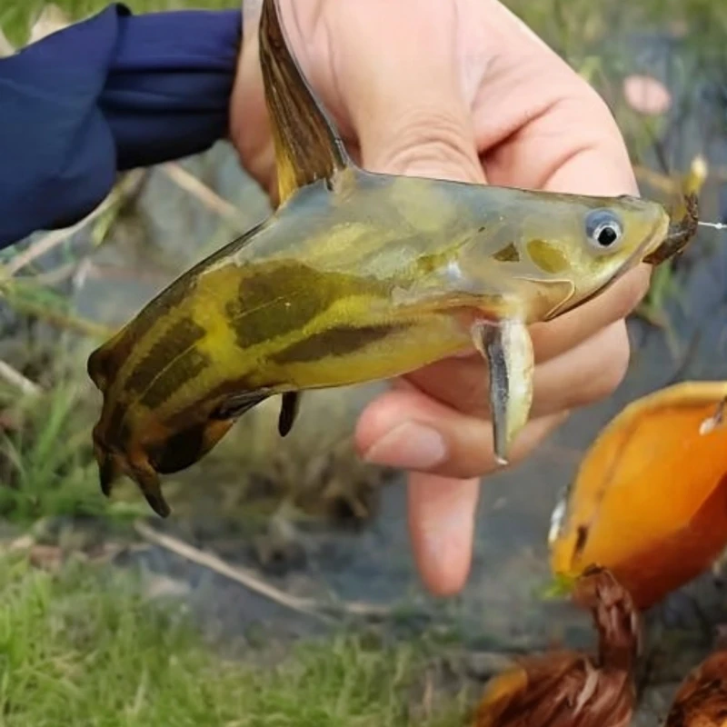 黄骨鱼黄颡鱼黄辣丁黄蜂鱼黄丫叫 观赏鱼饲料