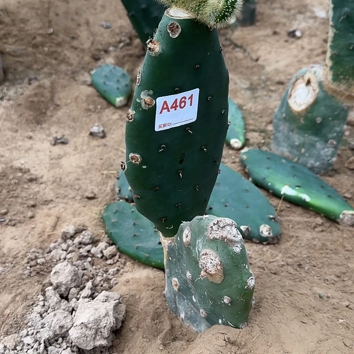 弧***度无花朵嫁接金妞缀461