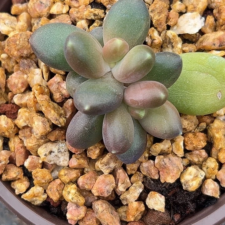 乌里韦亚美人特价一物一拍