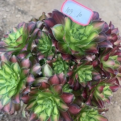 多肉植物韶华149