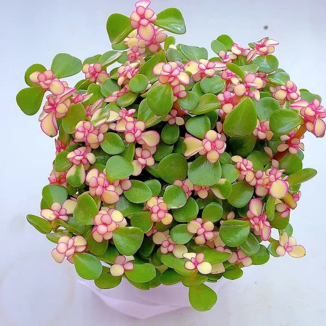 金枝玉叶年宵花【散装带盆土发】多肉植物 净化空气 美观