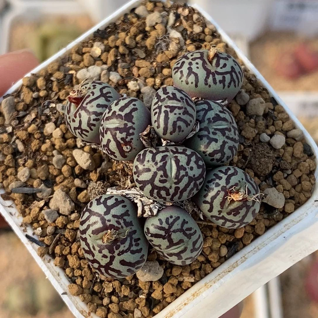 102-35-超墨88折。