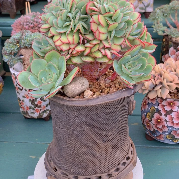 牡丹亭朵朵无砍自然群