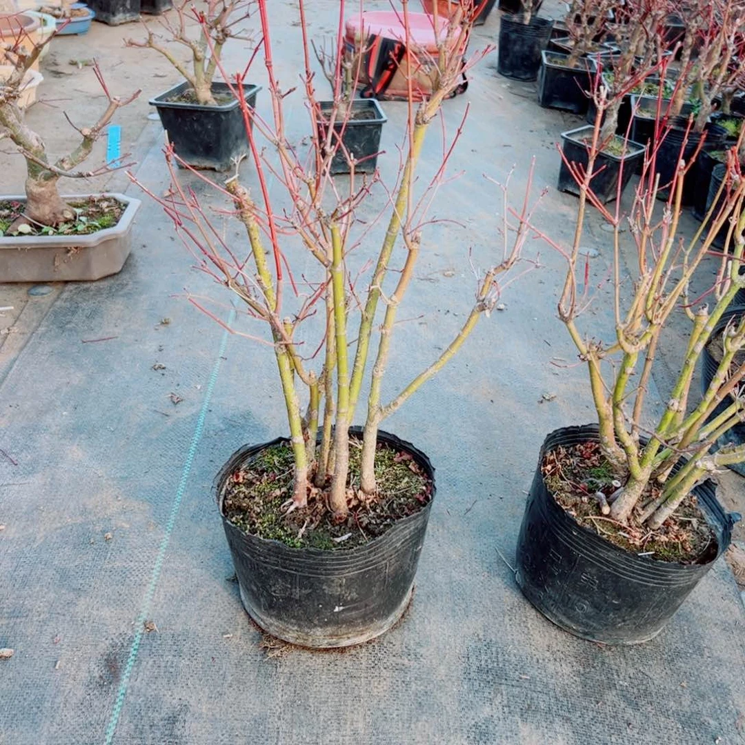 幽***弦枫树枫树枫树枫树