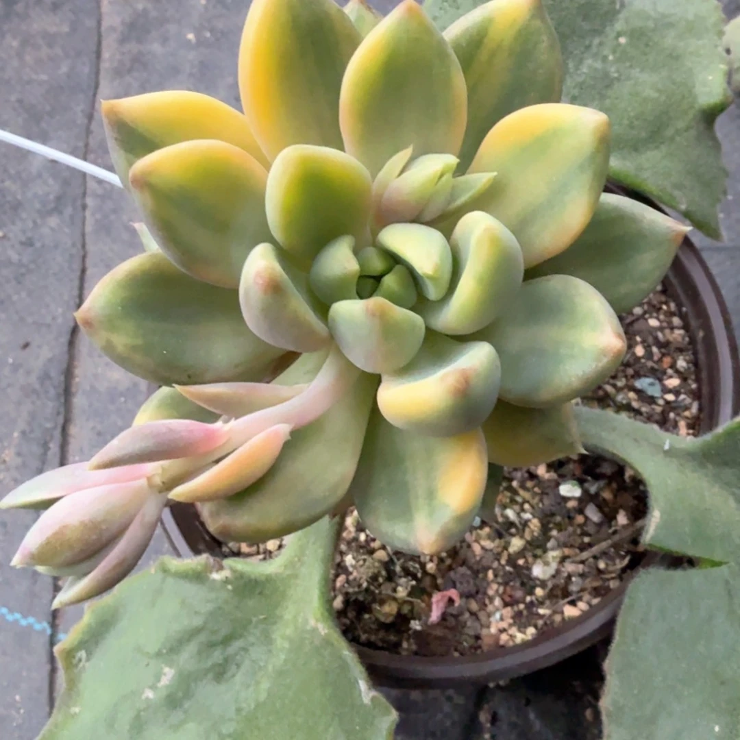 红象牙锦  锦上园艺青岛站