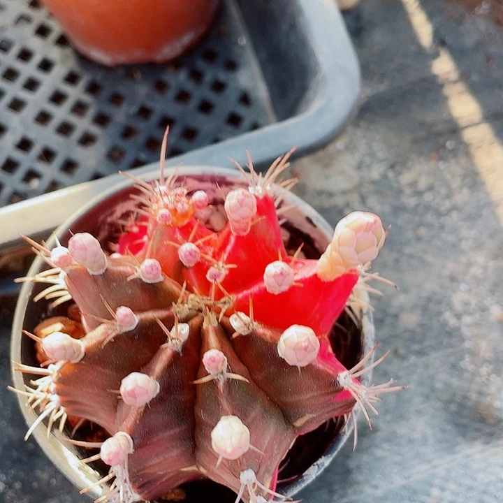 石生根油画锦满25包邮