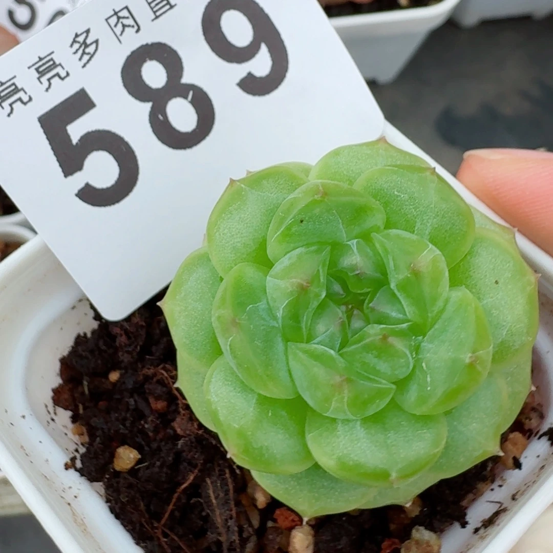 绿体珍妮            精美多肉植物