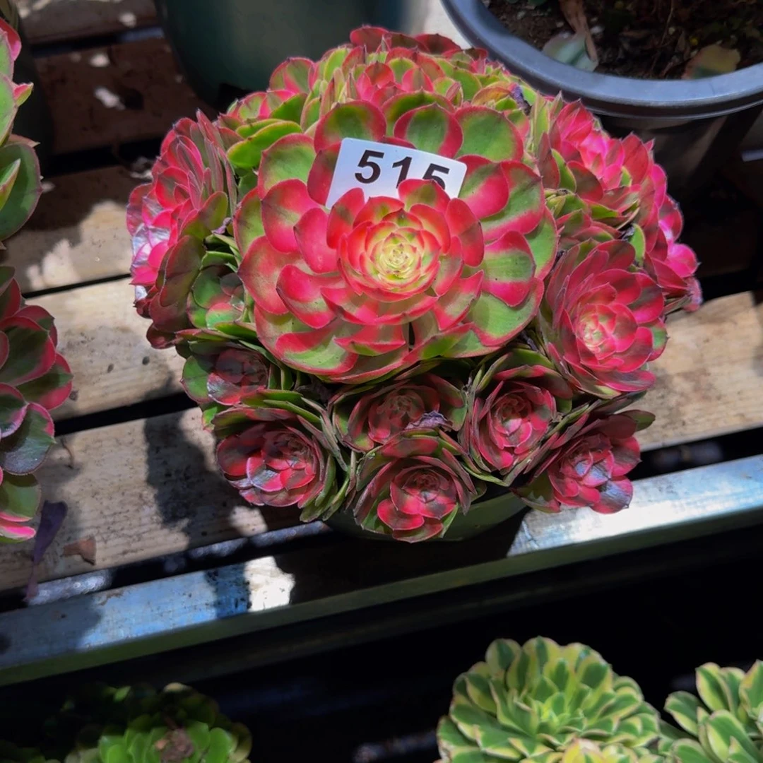 515多肉植物法师号