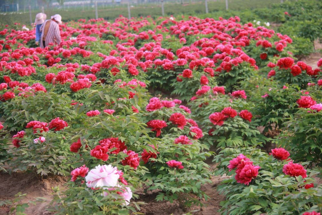 牡丹芍药保养套餐五件套牡丹芍药专用联系客服购买