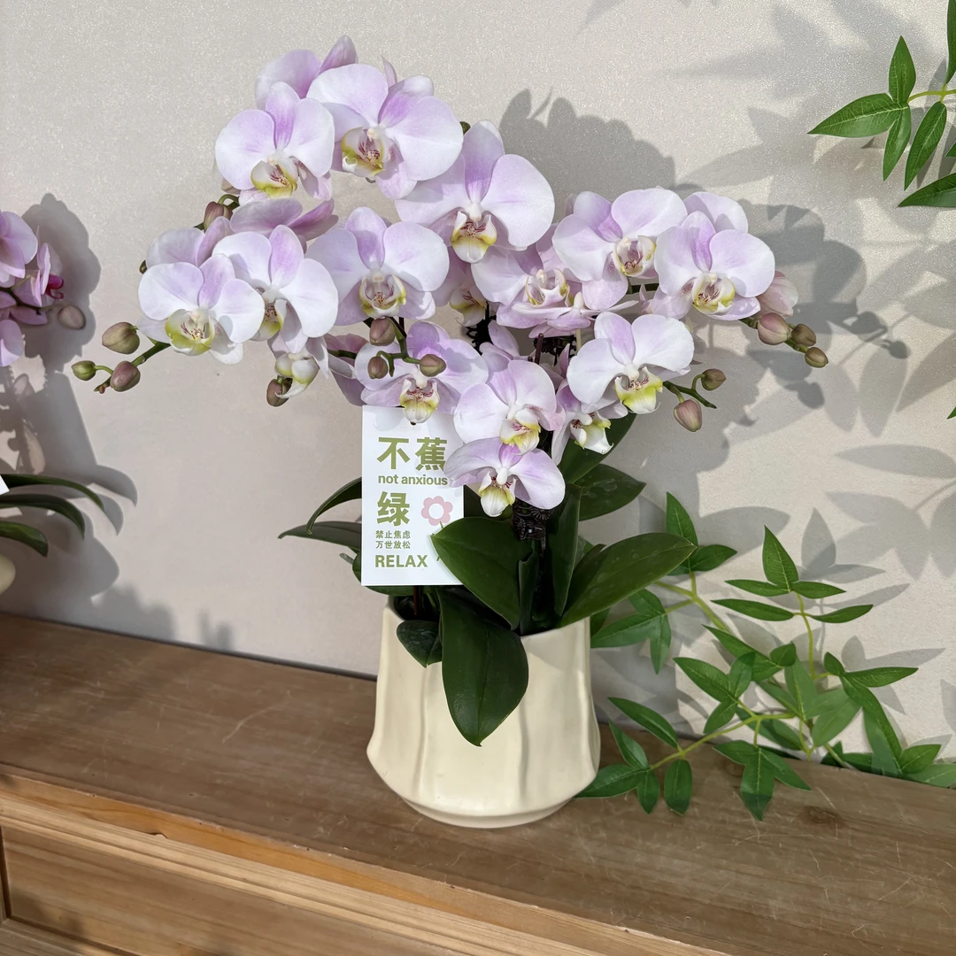 蝴蝶兰《天使》欧品淡紫色调纯洁高雅 好养耐养带花带花苞 基地直发