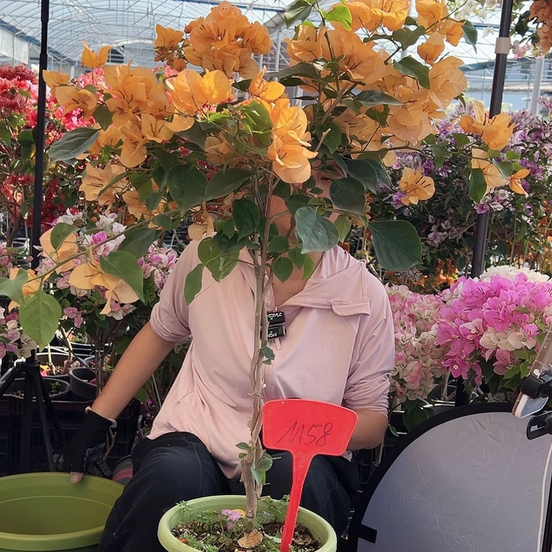 用***7大部分花苞少量开放M58金色光辉