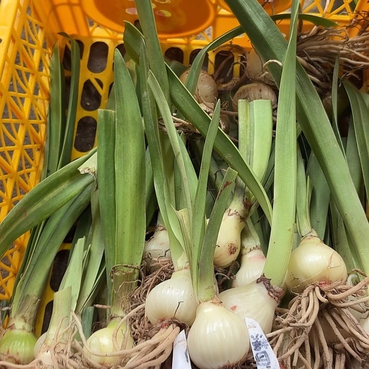 完全开放7119 白肋4-4.5左右