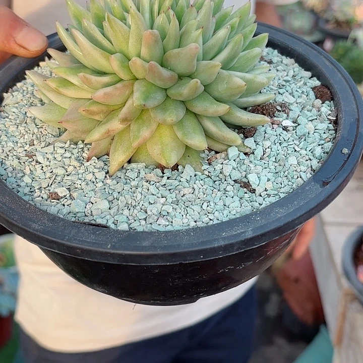 爱克魂锦缀开播福利