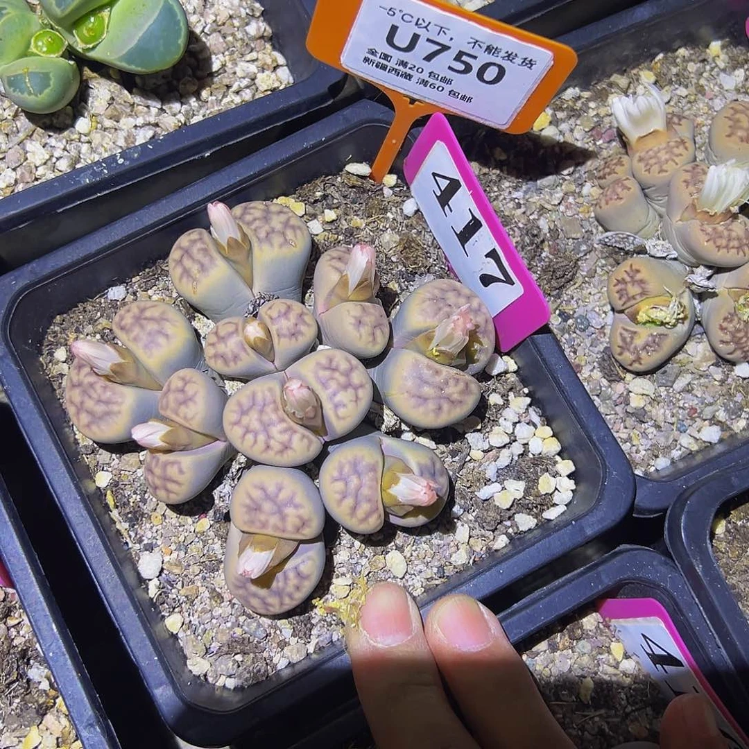 750 一物一拍，默认有伤，介意勿拍，不退不换