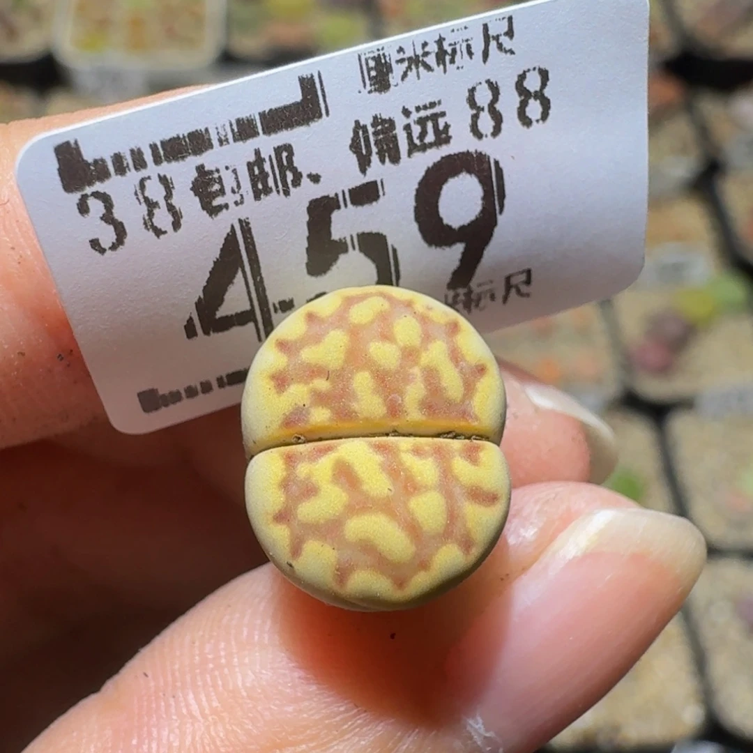 ****Ssss精品生石花459