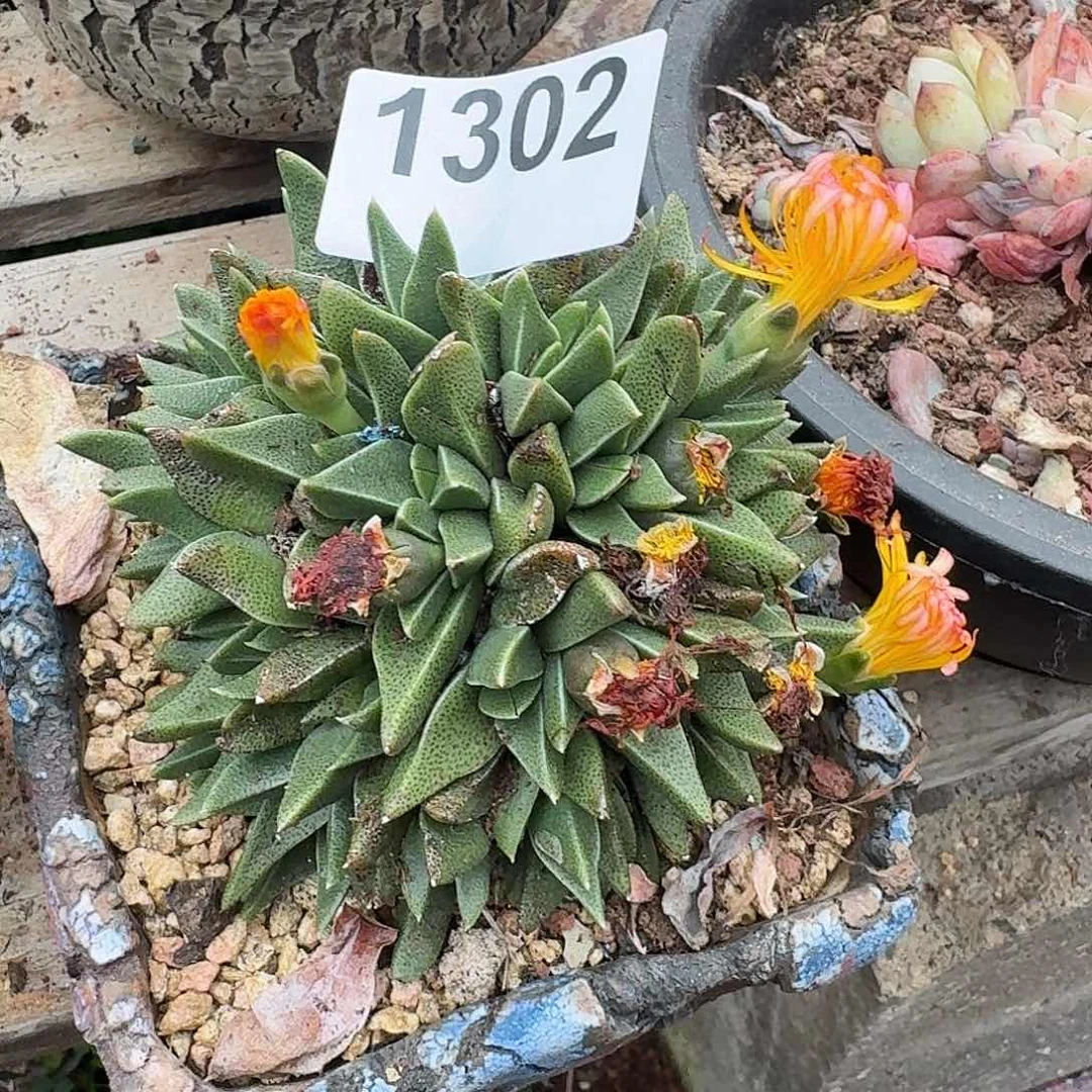 c**b31361616161616111