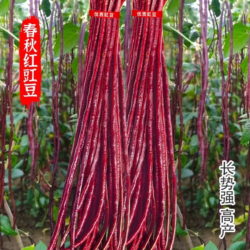 A02-春秋红无架豆角高产种子 早熟四季播种耐热长豆角种植