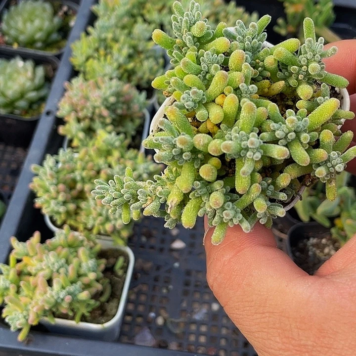 满盆冰晶吱嘎带盆土发