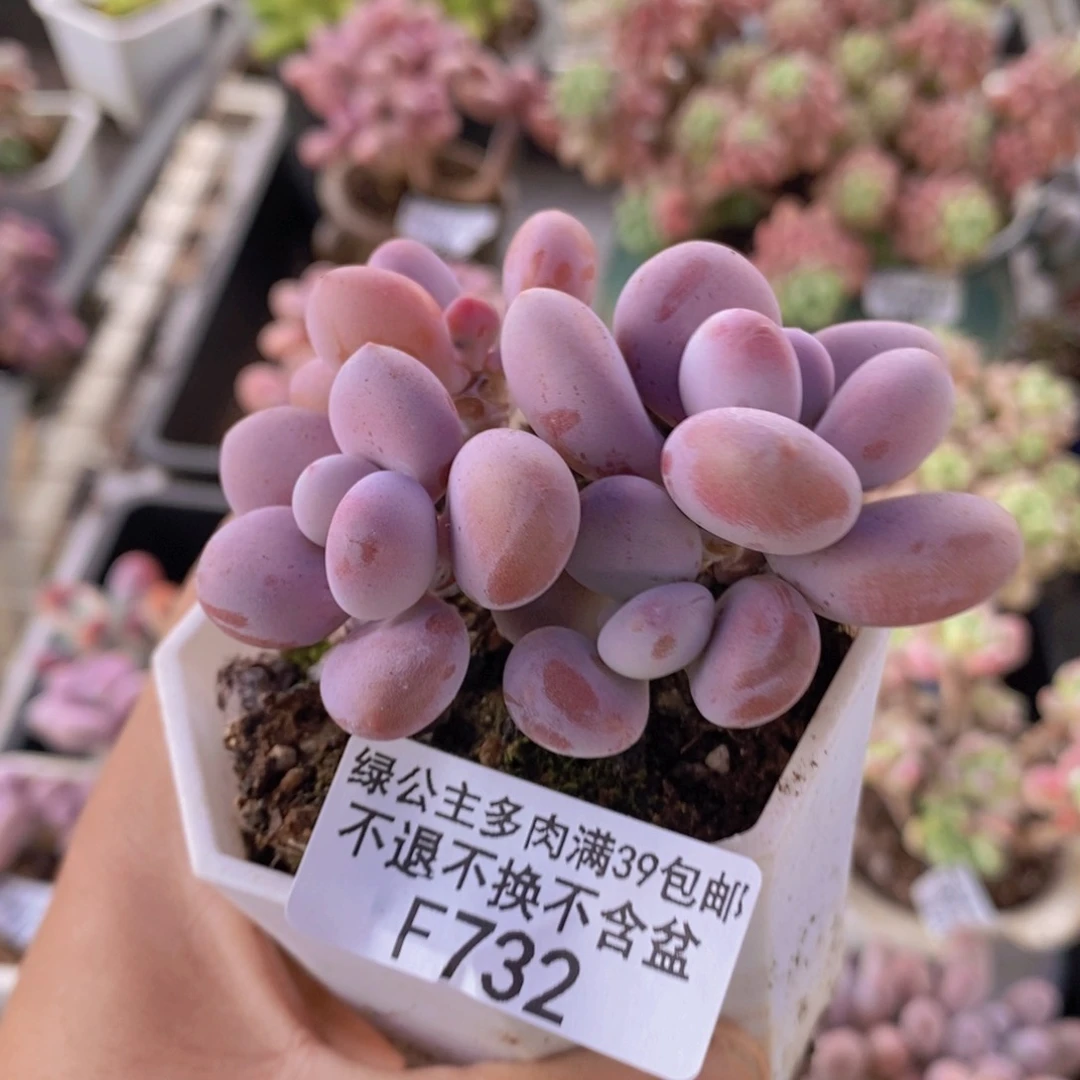 腰子桃蛋5cm732多肉植物