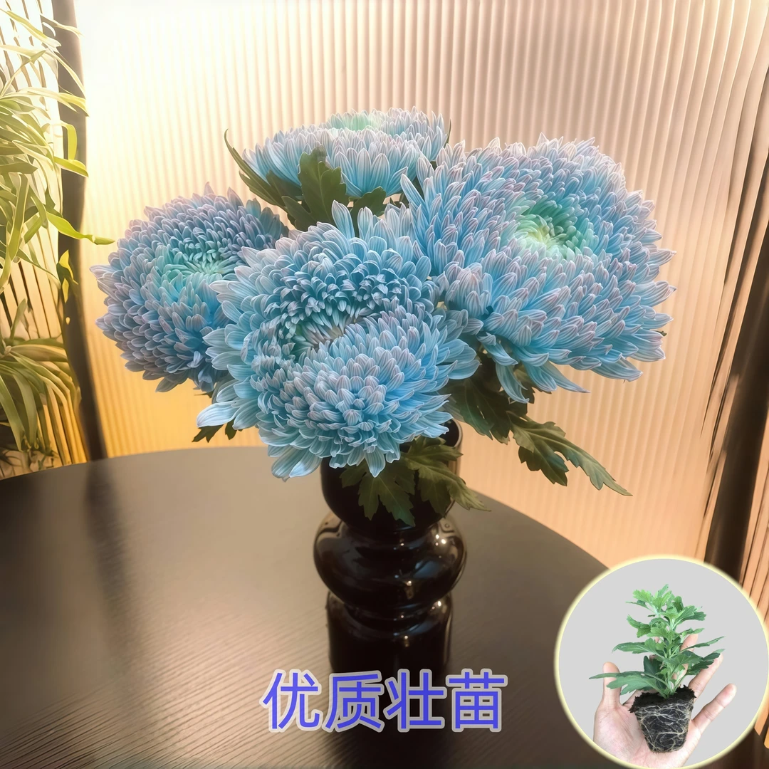 青花瓷牡丹菊【鲜菊花苗】花卉四季花庭院大花型盆栽室内外重瓣绿植