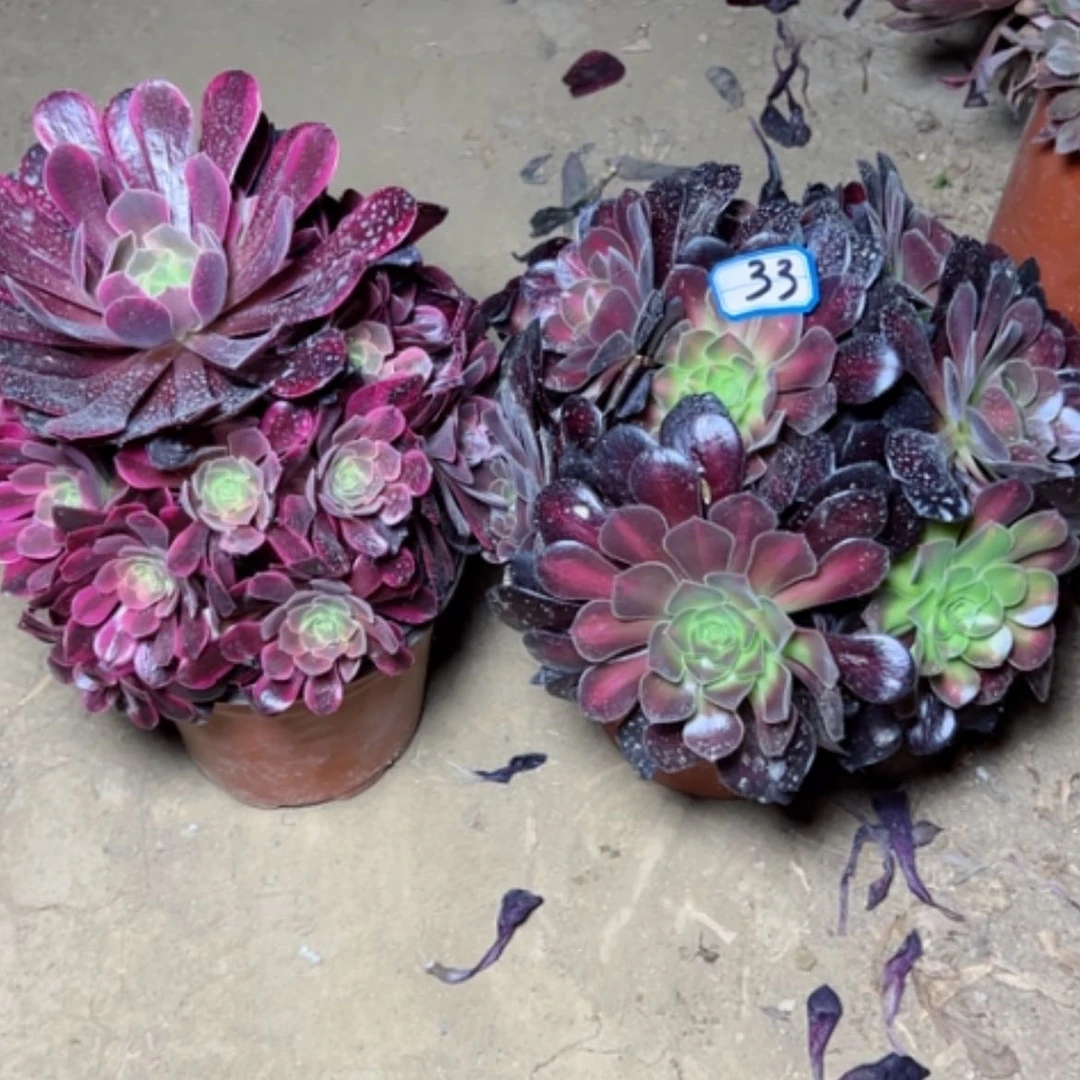 【闪购商品】多肉植物组合33