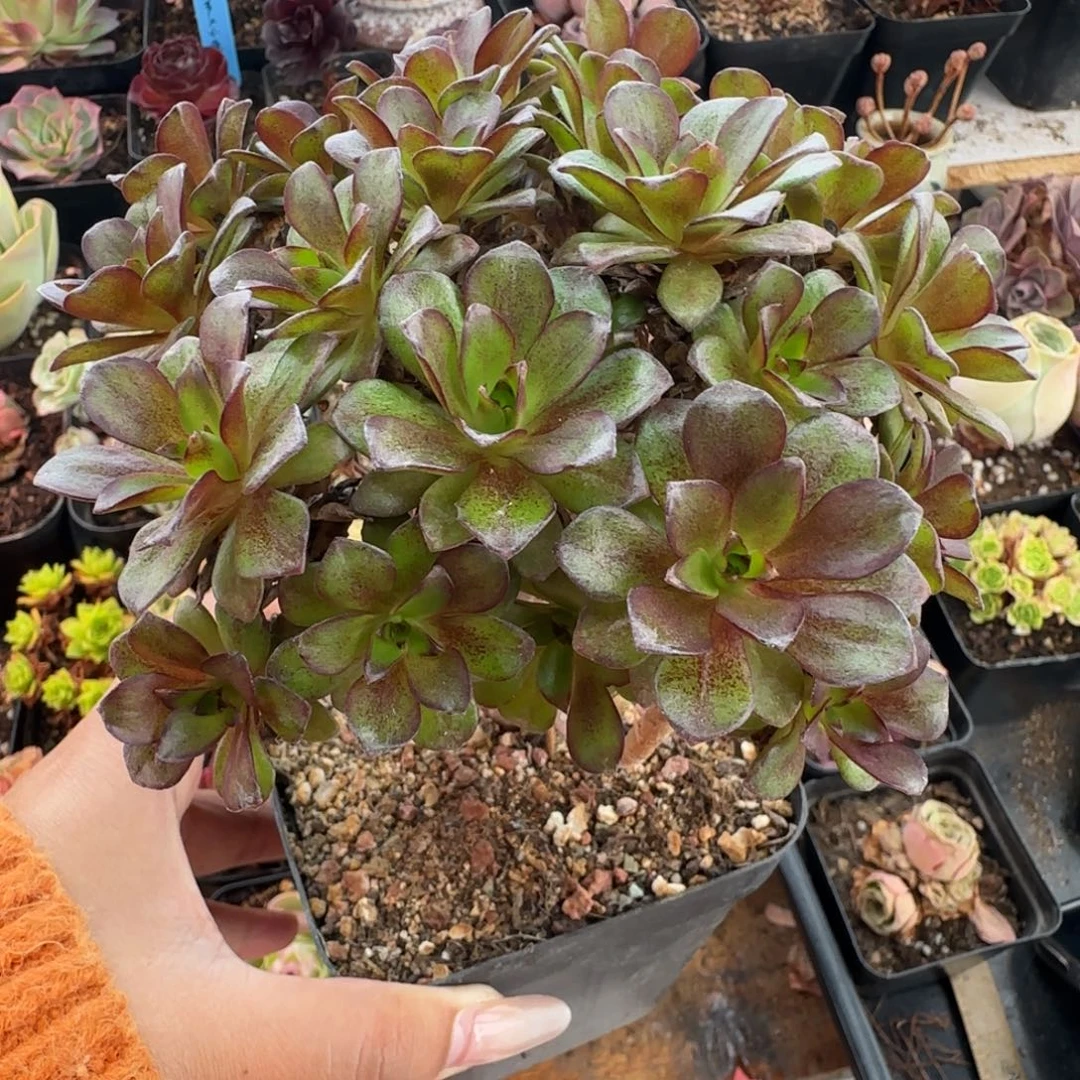 L560半城玫瑰枚法不含盆土