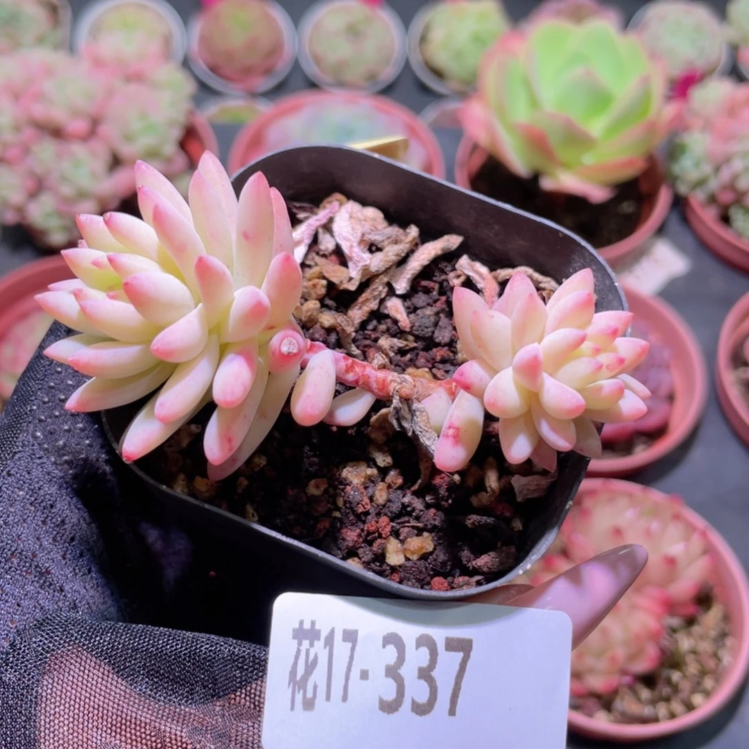 花利美17-337树冰