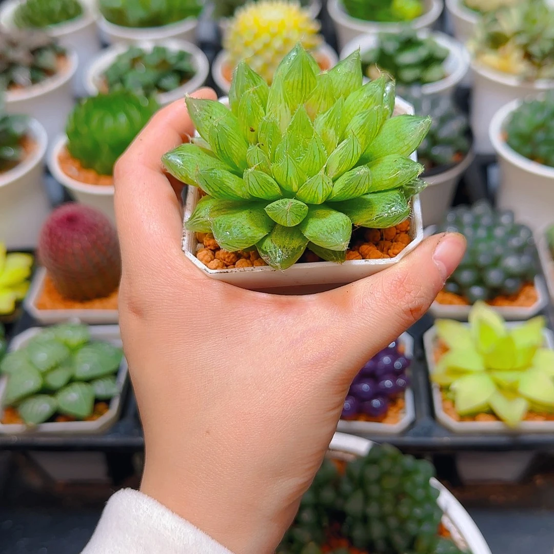 大号水晶掌玉露，多肉