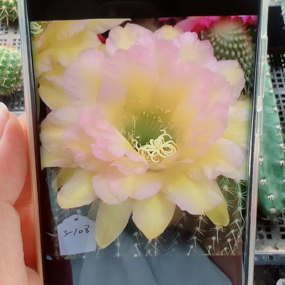 毛花柱3-108侧芽 20 包邮