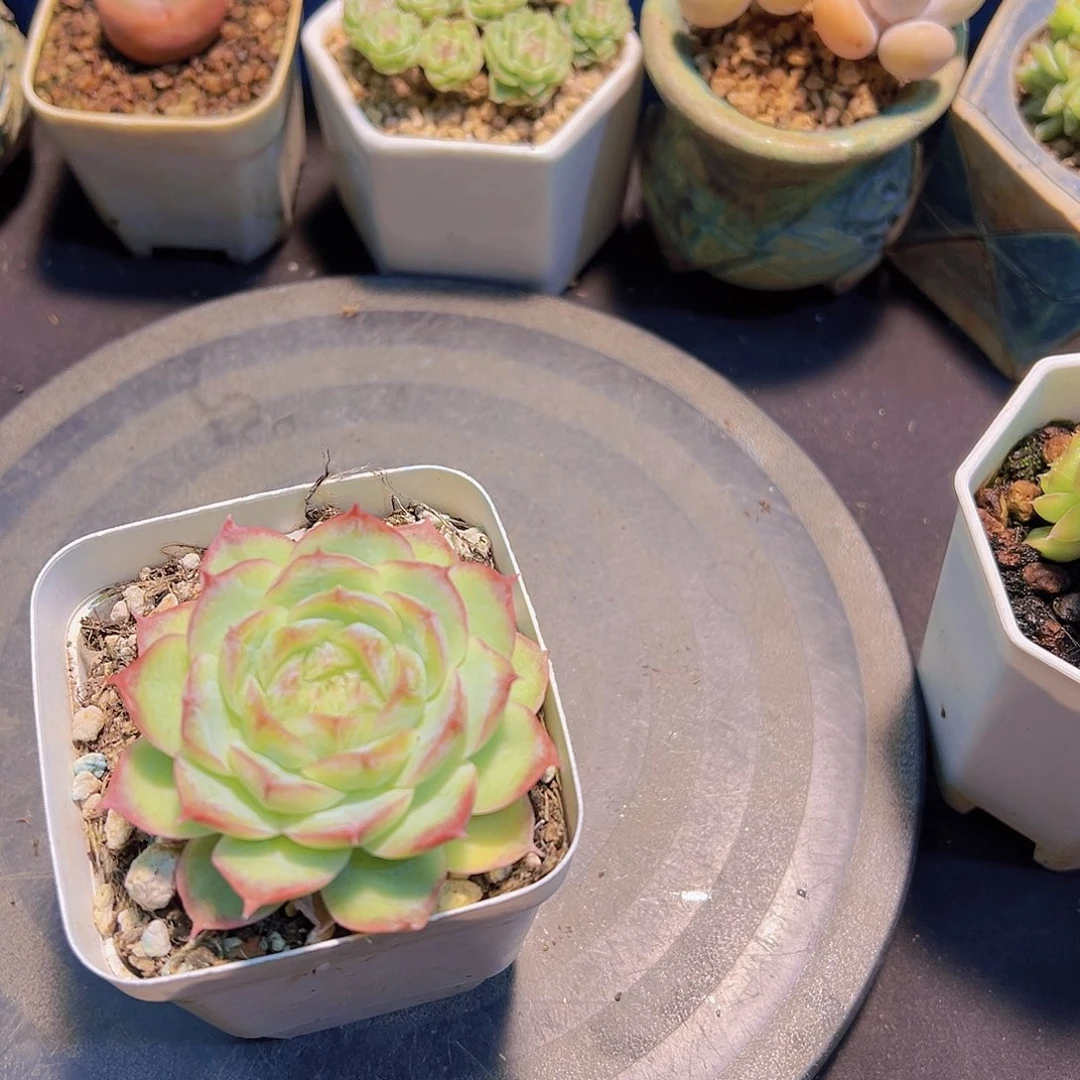 蒙****郎新品，多肉植物，