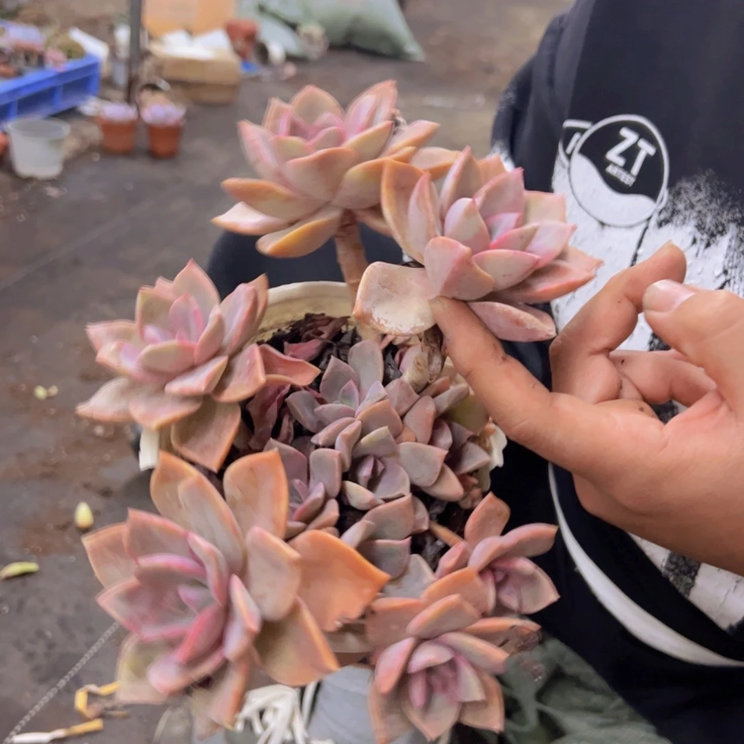 中国初恋整装，180杯