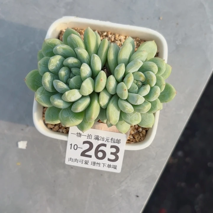 百达翡翠多肉植物多肉植物