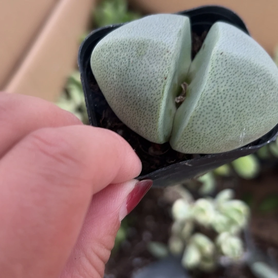 多肉植物绿帝玉单头