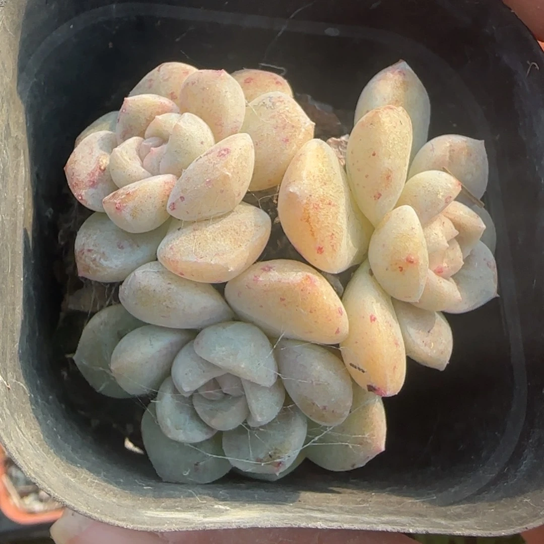 小卡拉米糖心一物一拍