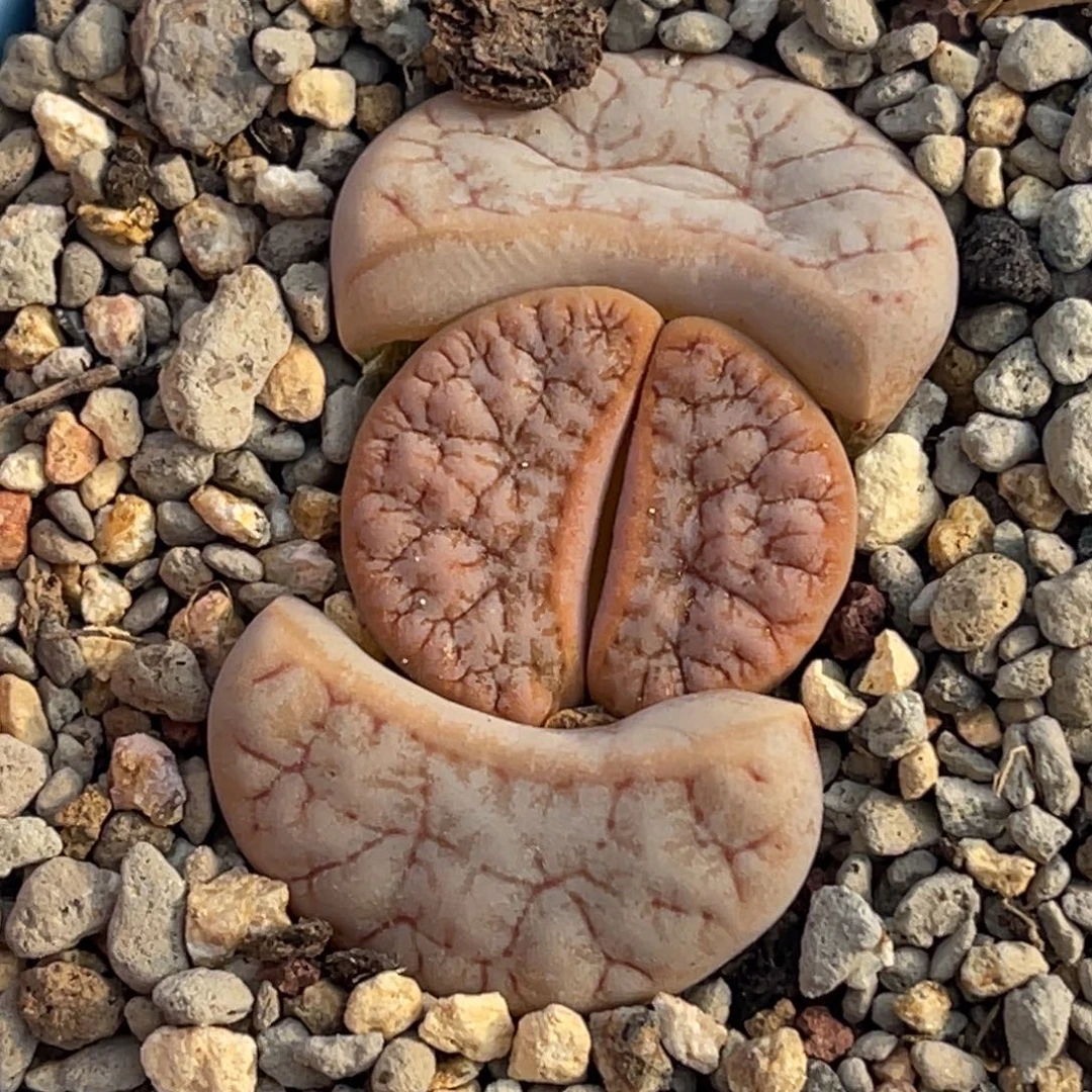 7651拿铁粉体凹凸荒玉