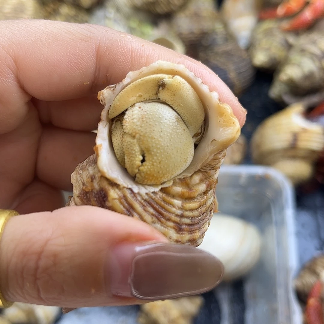 特价 缺腿2.4红海大饼包加热