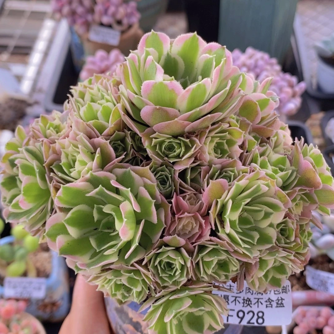 法师锦12cm928多肉植物