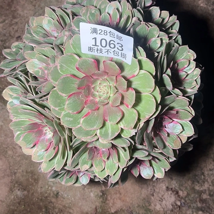 1063孔雀翎多肉植物