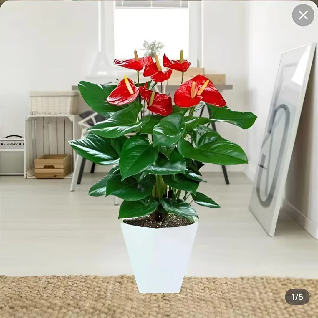 带盆土培红掌4-6花带花苞观花植物水土两培植物观花四季开花盆栽