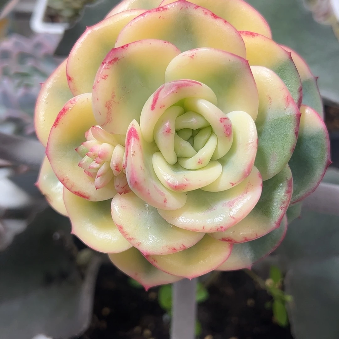 三文鱼锦福肉植物嫁接