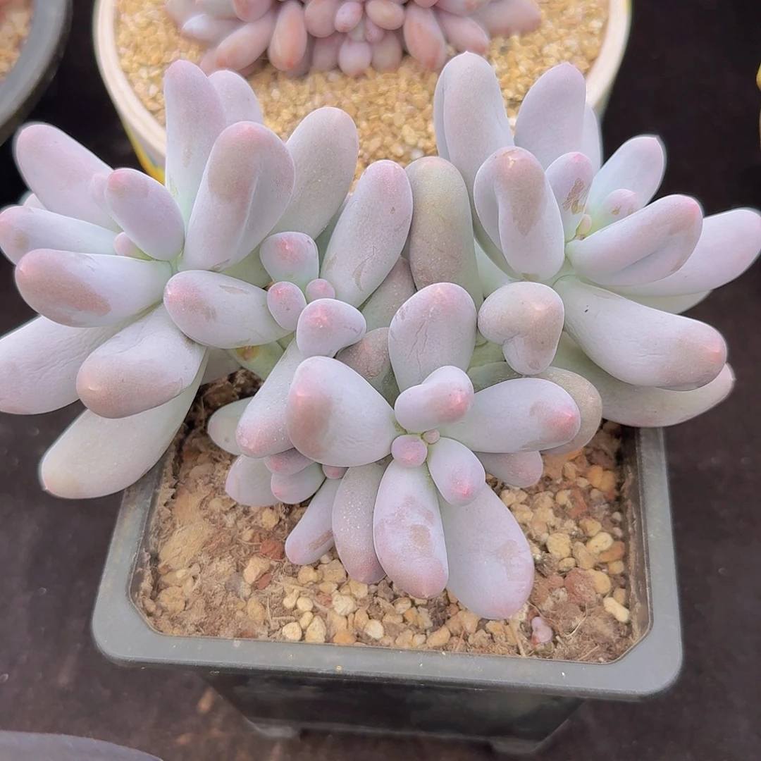 J***⁹米可奶多肉一物一拍