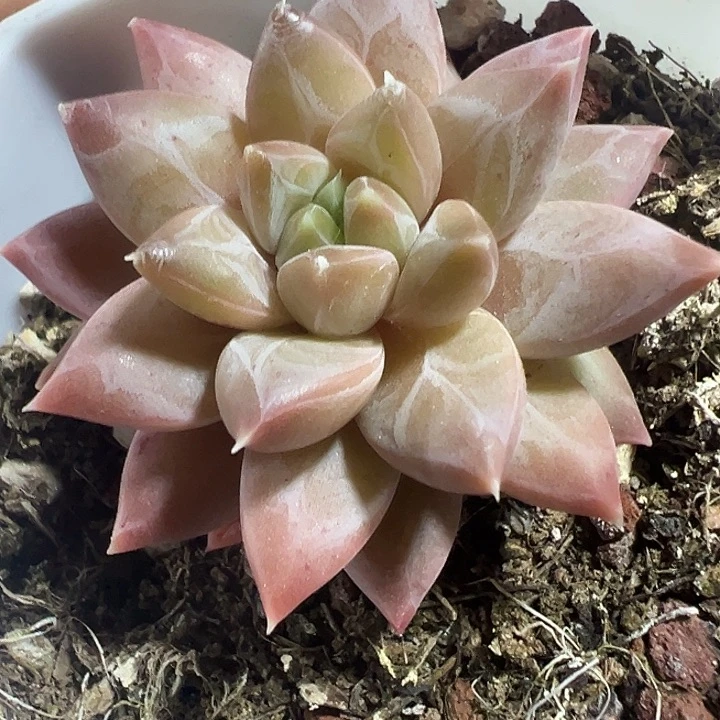 梵高精品多肉植物大战