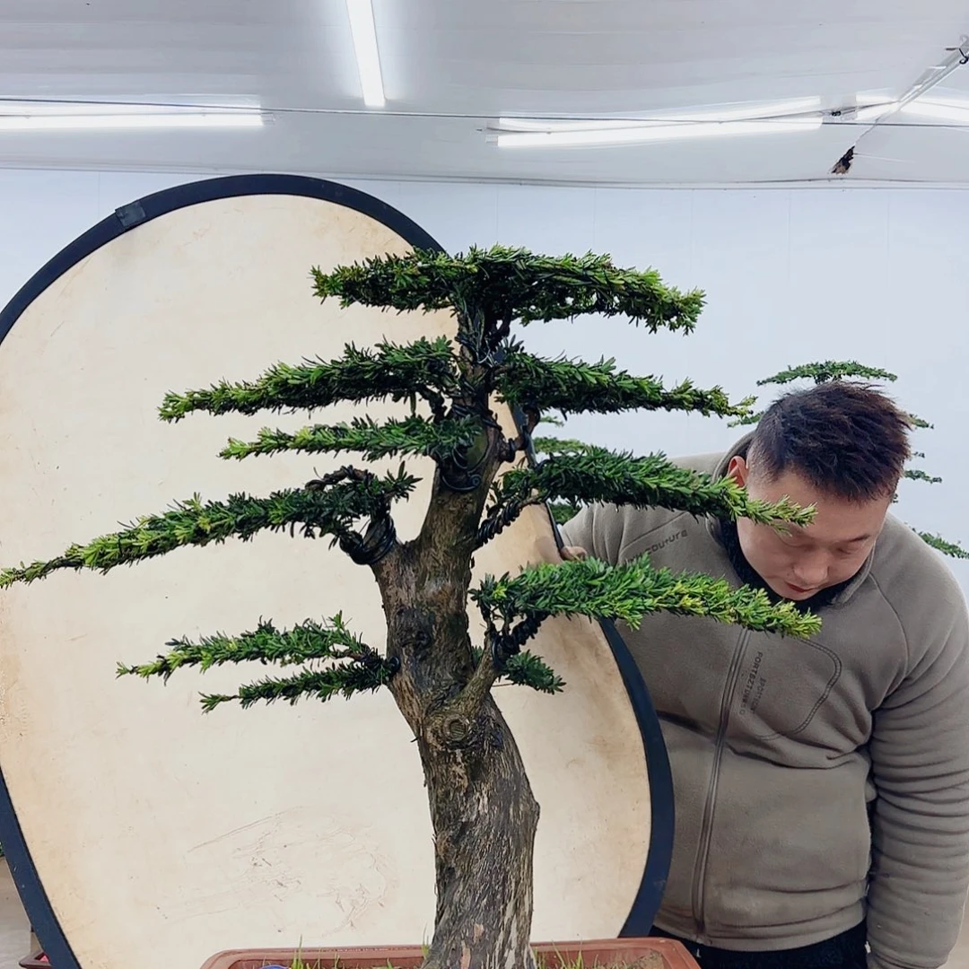 华**技盆景制作过程非常