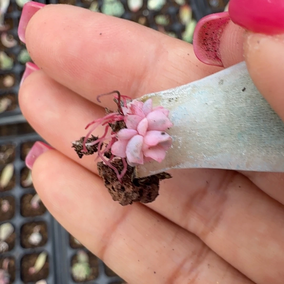 厚叶暗冰锦一片叶子