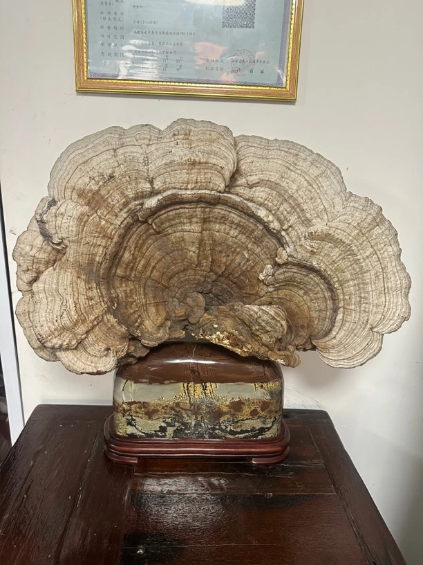 香菇干，大灵芝摆件