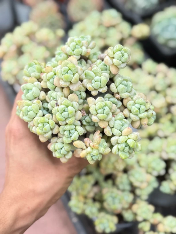 多肉植物 罗琦 整群老桩
